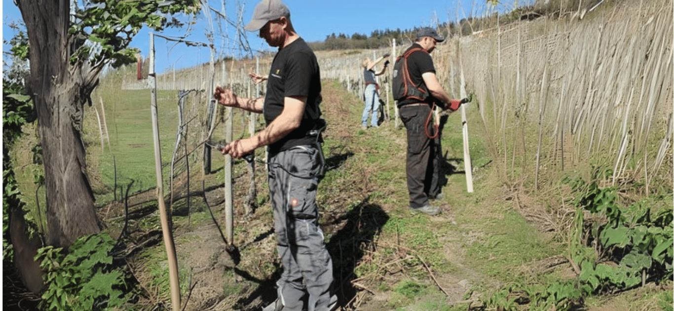 Weinlese des Lions Barbarossa Weins 2025